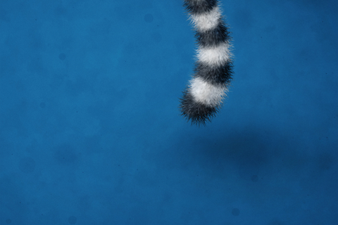 vladstudio_raring_ringtail_blue_480x320