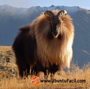 Ubuntu 14.04 - Trusty Tahr